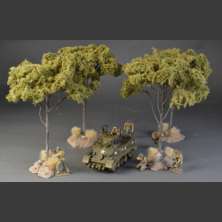 Large Acacia tree on base