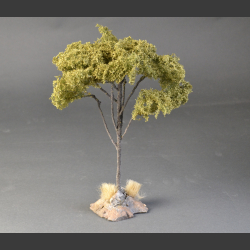 Large Acacia tree on base