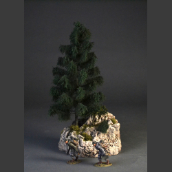 Spruce tree on a rock