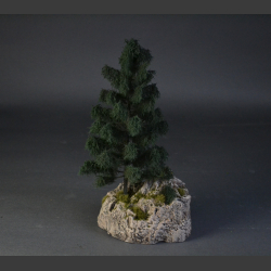 Spruce tree on a rock