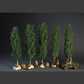 Poplar tree
