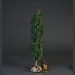 Poplar tree