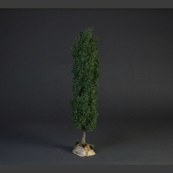 Poplar tree