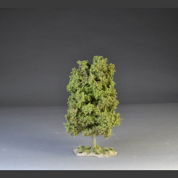 Lind tree sommer with base.