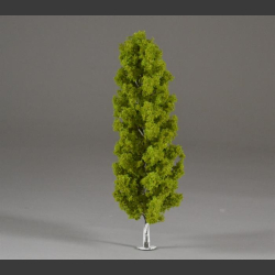 Birch tree 