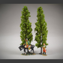 Poplar trees 