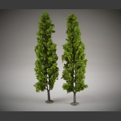 Poplar trees 