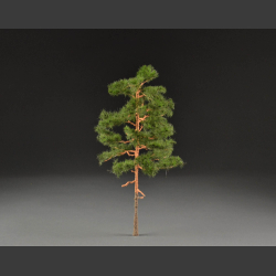 Pine tree