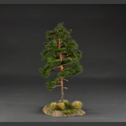 Pine tree