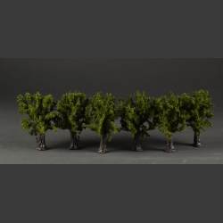 Low shrubs