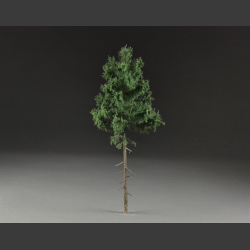 Fir, high trunk
