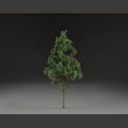 Fir tree