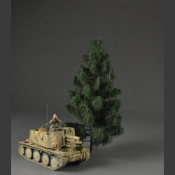 Spruce tree