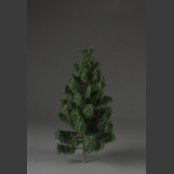Spruce tree