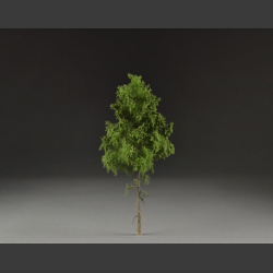 Spruce