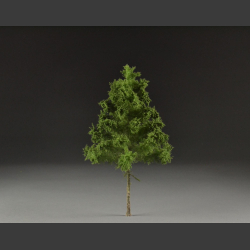 Spruce