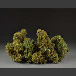 Filigree bushes