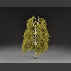 Birch tree - spring / summer