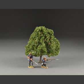 Apple tree