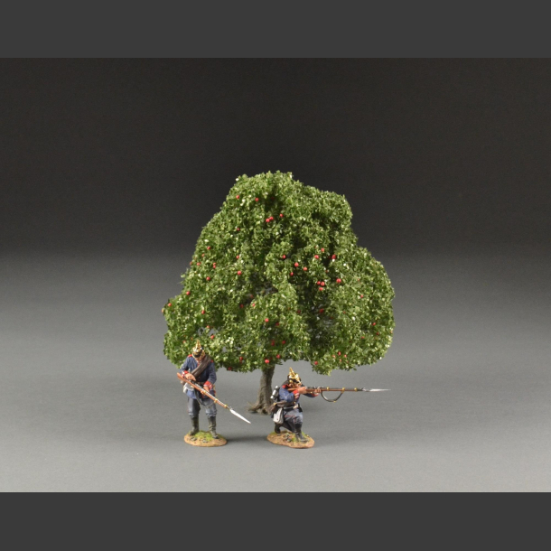 Apple tree