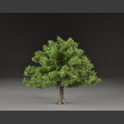 Maple summer tree