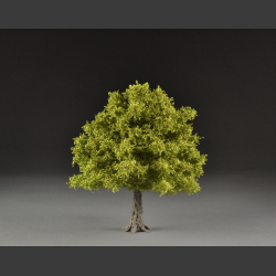 Ash tree spring