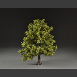 Ash tree summer