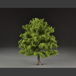 Lind tree sommer