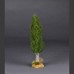 Cypress tree