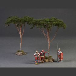 Pine tree (Pinus pinea)