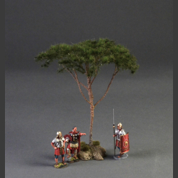 Pine tree (Pinus pinea)
