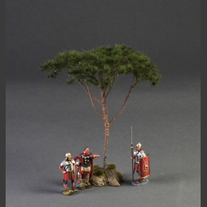Pine tree (Pinus pinea)