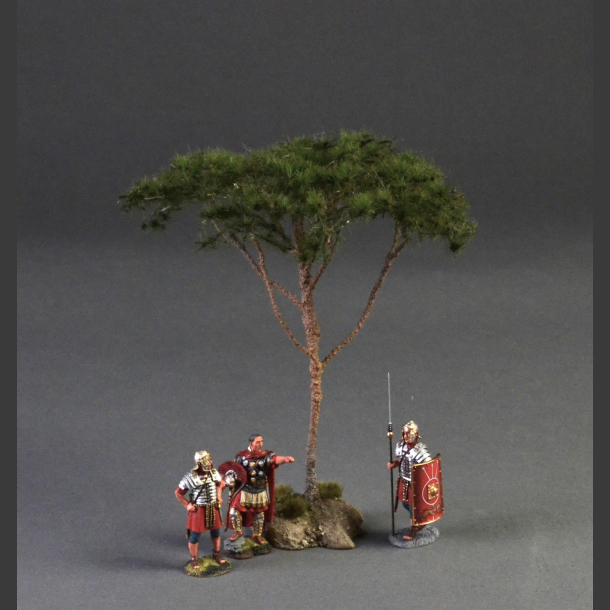 Pine tree (Pinus pinea)