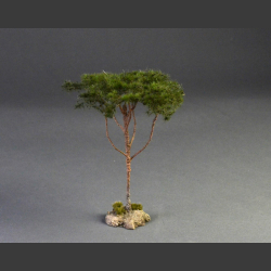 Pine tree (Pinus pinea)