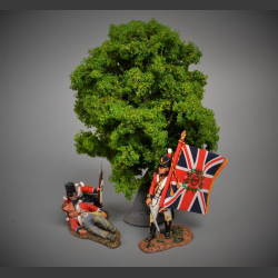 Oak tree 