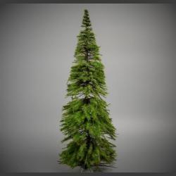 Fir Tree