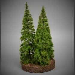 Fir Trees 