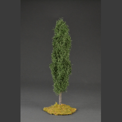 Poplar tree