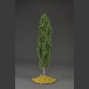 Poplar tree