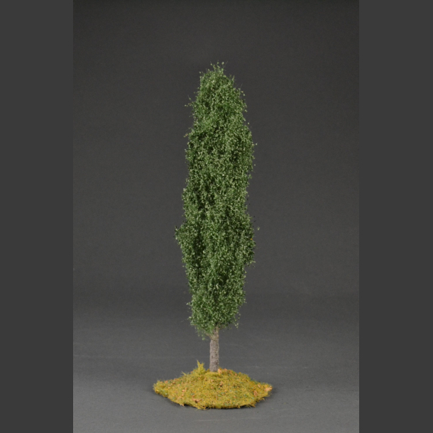 Poplar tree