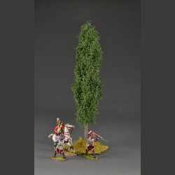 Poplar tree