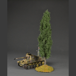Poplar tree