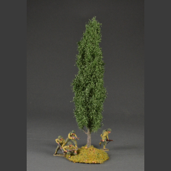 Poplar tree