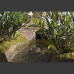 Jungle river and bridge - Diorama 