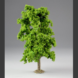 Lime tree 