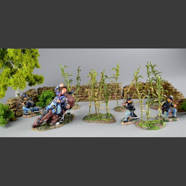 Corn plants