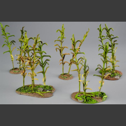 Corn plants
